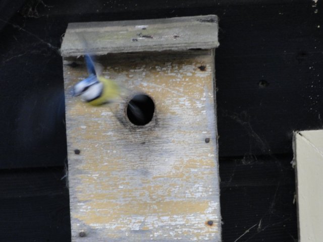 HWK 2010 472.jpg